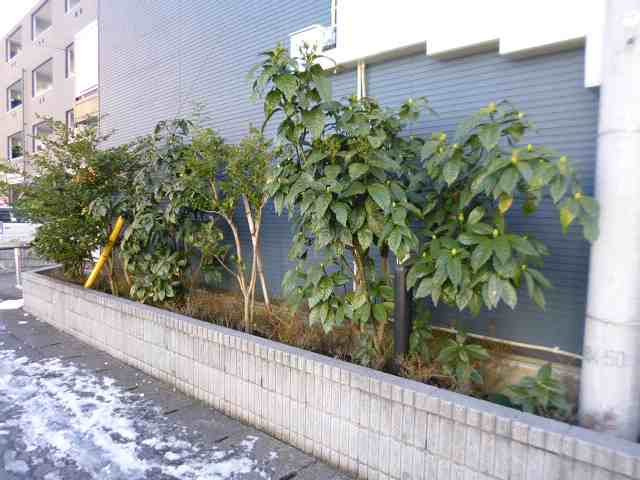 レオパレスＭＩＬＦＯＲＤのその他