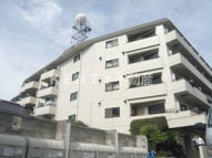 山王ハマセイホウの画像