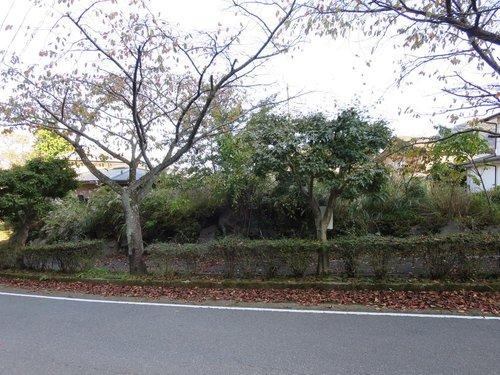 熱海市　ゆずり葉