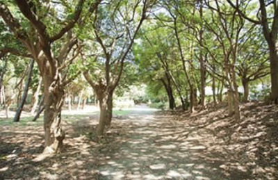 【周辺】 | 東雲キャナルコートCODAN11号棟