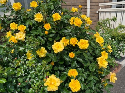  | メゾン・ド・ペッツ セシル | 5月頃にはきれいなバラが咲きます