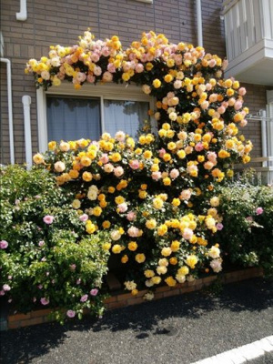  | メゾン・ド・ペッツ セシル | 5月頃にはバラが咲きます♪