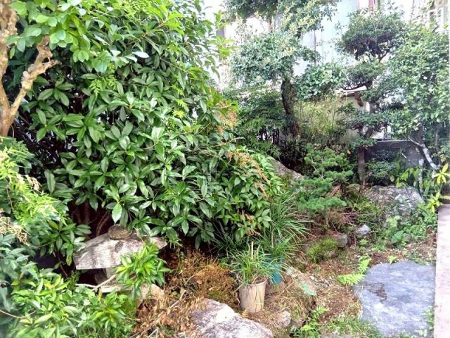 高知市愛宕町３丁目　中古一戸建ての庭|緑に囲まれた癒しの庭空間