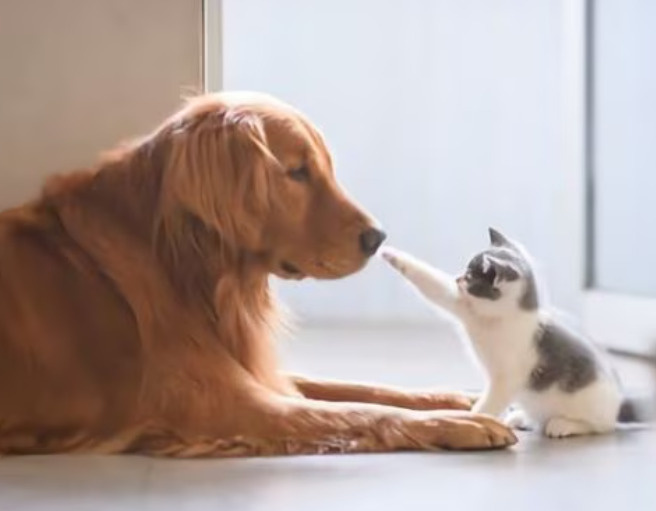 Ｂｅｌｌｅ　ｖｉｅのその他|ペット共生物件