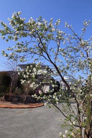 大刀洗町冨多アサヒ戸建の庭|季節の移ろいを感じる魅力的な庭です♪