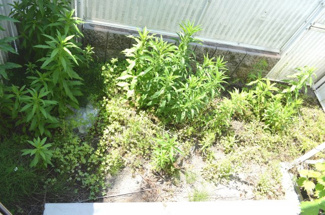 【庭】 | Kiratech　White | ハウスクリーニング前