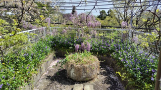【庭】 | 西宮市　甲陽園西山町　中古戸建