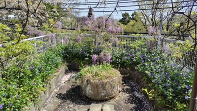 【庭】 | 西宮市　甲陽園西山町　中古戸建