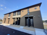 モダン・プリムローズの画像