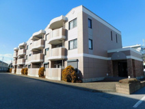 プラシードの画像