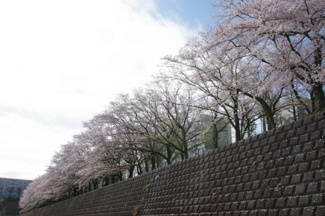 【周辺】 | 【仲介手数料無料！！】稲城市平尾4丁目　新築戸建て（全16棟）16号棟　6580万円 | 桜並木