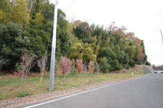 【周辺】 | 直ぐ近くの道路。緑が多い地域です。