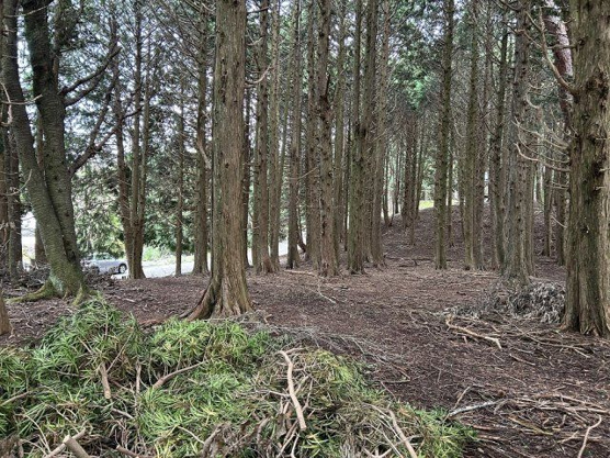 【外観】 | 東急天城高原別荘地　売地