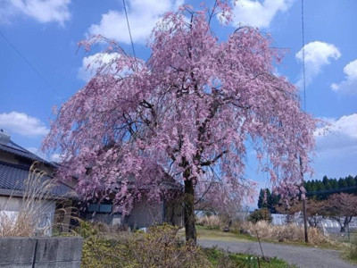 【その他】 | 阿蘇郡高森町大字永野原 | 春の季節は満開の桜が咲きます！