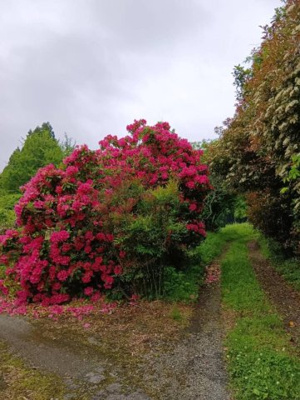 【その他】 | 阿蘇郡高森町大字永野原 | 春は色鮮やかなシャクナゲも咲き誇ります！