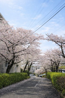【周辺】 | 桜並木に包まれた穏やかな住環境。四季の彩を感じられます。