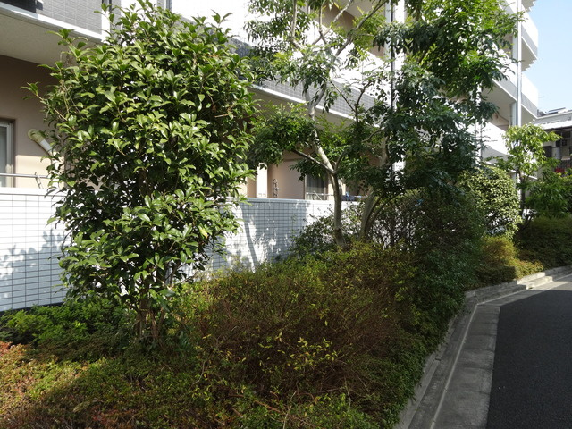 ＣＯＺＹＣＯＵＲＴのその他|植栽です☆