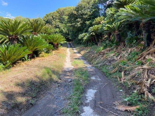 館山市佐野　売地のその他|■南国雰囲気漂うソテツ畑♪