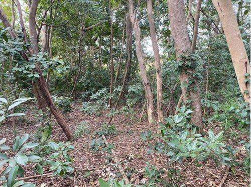 館山市佐野　売地のその他|■自然たっぷりなのでキャンプ用地としても！