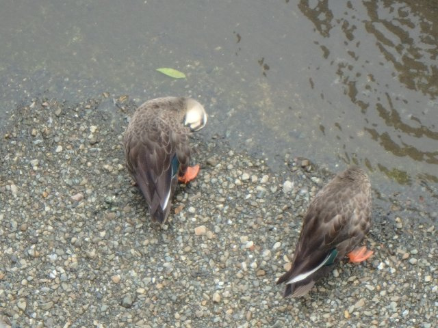 アーバンプレイス落合Ⅳ（フォー）の周辺