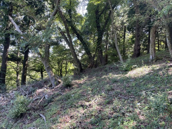  | 東急天城高原別荘地　売地