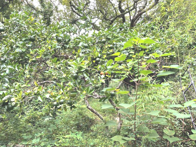 串間市大字西方の中古一戸建|裏山も含まれます。裏山には果樹があります。