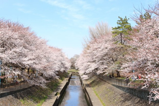 【周辺】 | 善福寺川