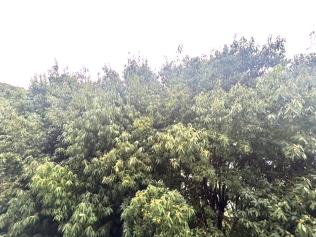 ビューテラス岡本の展望