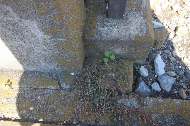 小山市駅南町6丁目の外観|西側隣地との境界（2025年10月撮影）