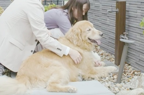 （仮称)）小山4丁目メゾンのその他