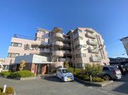 　パープルソシアの画像