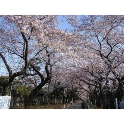 【周辺】 | ダイヤモンドレジデンス西日暮里第三 | 公園「日暮里台緑地まで473ｍ」日暮里台緑地