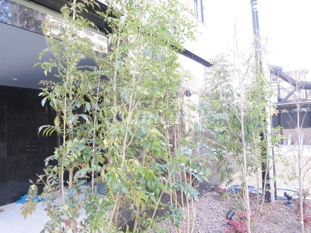 ＤＩＰＳ赤羽北ＷＥＳＴのその他|緑があって癒されます☆