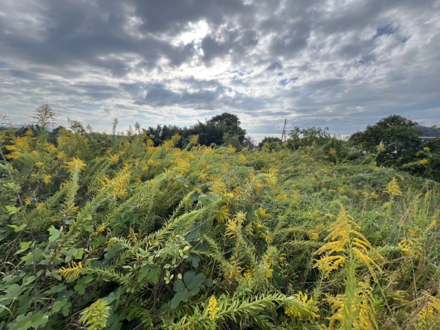 松橋町萩尾　売り土地の外観