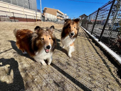 【その他共用部分】 | Ｓｃｈｅｈｅｒａｚａｄ（シェエラザード） | ドッグラン　12月現地写真