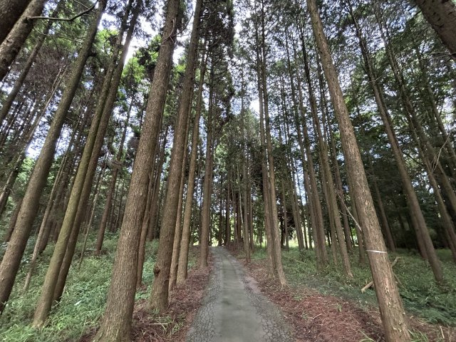 心が深呼吸する緑の暮らし　熊本県阿蘇市永草|国道５７号から緑豊かな杉の中道を抜けた先にお家が立地しています♪