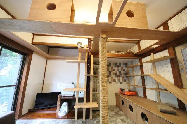 ぬこハウス相模原のその他共用部分|贅沢な設備満載の猫部屋では猫ちゃんが自由に活動しています。
