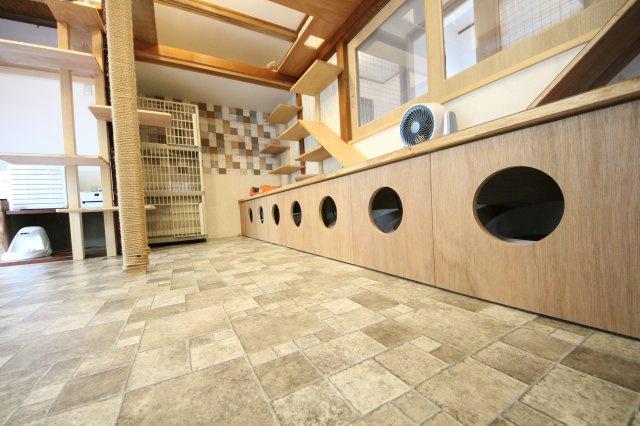 ぬこハウス相模原のその他共用部分|贅沢な設備満載の猫部屋では猫ちゃんが自由に活動しています。
