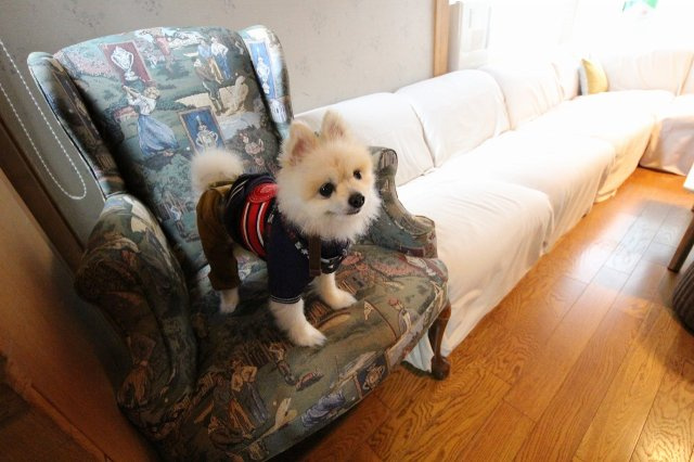 わんにゃんハウス祖師谷の居間・リビング|ペットも人も快適な空間です。