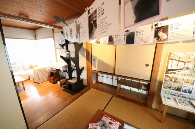 わんにゃんハウス祖師谷の居間・リビング|広々としたリビングで、人もペットも快適なシェア生活。全５戸、猫好きが集まるシェアハウスです。