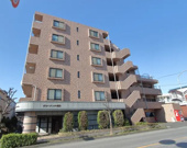 グリーンミユキ朝日の画像