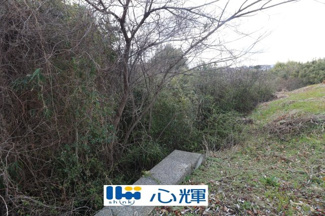 【外観】 | 西岐波字潮田1593-1（雑種地／雑木林）203坪 | 傾斜地（現況は雑木林）になっています。
現地（2025年3月撮影）