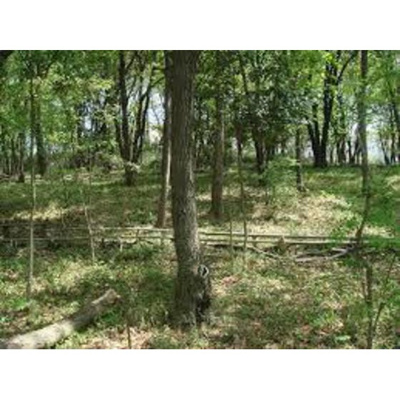 【周辺】 | カフーかしわ台 | 公園「寺尾緑地まで450ｍ」寺尾緑地