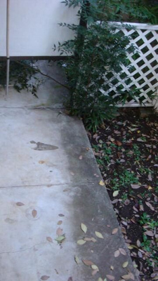 【庭】 | 第１広幸ハウス