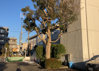 【中庭】 | ファミール西八王子Ａ棟 | 中庭（パティオ）とは、一つの建築物の内部に設けられた、壁などで囲われている庭のことを指します。コの字型、ロの字型が主流ですが、L字型の中庭もあります。最近では、インテリア性の高さからも人気があります。