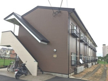 アムール もみの木の画像