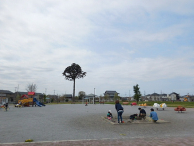 【周辺】 | フォーゲルテラス ブラウⅠ | アパート北・大きな一本杉が目印になります（公園内）