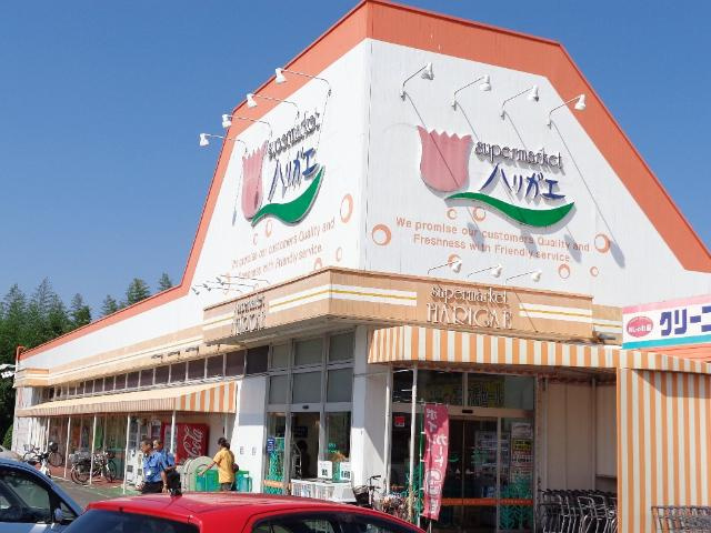 KASUMIヒルズの周辺|スーパーマーケット　ハリガエまで320ｍ