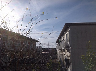 レオパレスパレットの展望|画像9