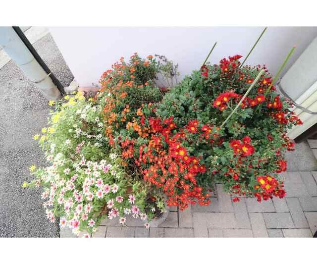 メルクマールＩＩのその他